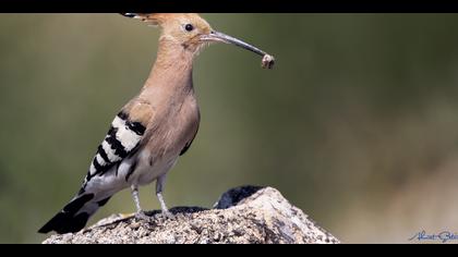 İbibik » Eurasian Hoopoe » Upupa epops