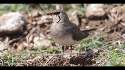 Bataklıkkırlangıcı » Collared Pratincole » Glareola pratincola