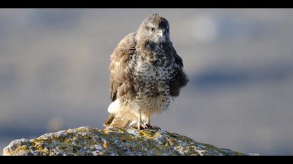 Şahin » Common Buzzard » Buteo buteo