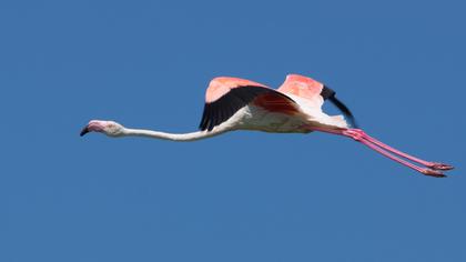 Flamingo