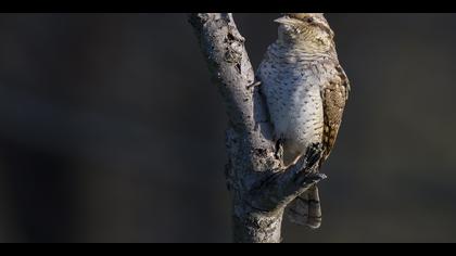 Boyunçeviren » Eurasian Wryneck » Jynx torquilla