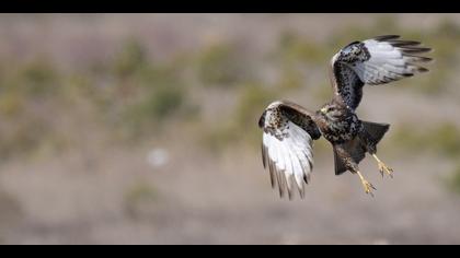 Şahin » Common Buzzard » Buteo buteo