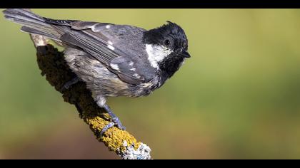 Çam baştankarası » Coal Tit » Periparus ater