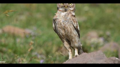 Kukumav » Little Owl » Athene noctua