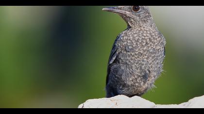 Gökardıç » Blue Rock Thrush » Monticola solitarius