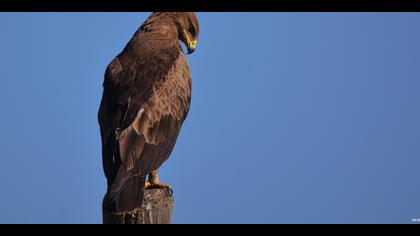 Küçük orman kartalı » Lesser Spotted Eagle » Clanga pomarina