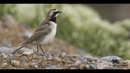 Kulaklı toygar » Horned Lark » Eremophila alpestris