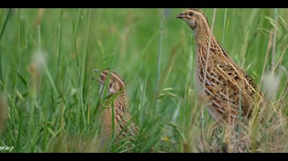 Bıldırcın » Common Quail » Coturnix coturnix