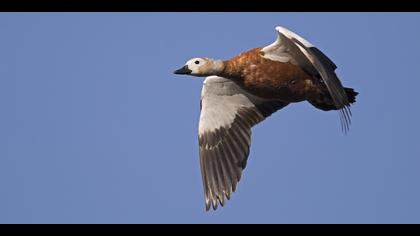 Angıt » Ruddy Shelduck » Tadorna ferruginea