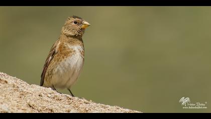 Alamecek » Eurasian Crimson-winged Finch » Rhodopechys sanguineus