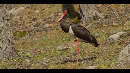 Kara leylek » Black Stork » Ciconia nigra