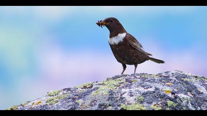 Boğmaklı ardıç » Ring Ouzel » Turdus torquatus