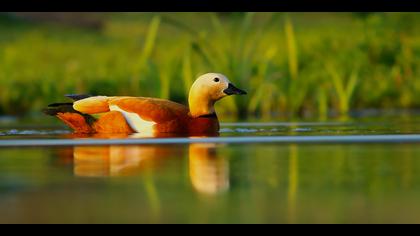 Angıt » Ruddy Shelduck » Tadorna ferruginea