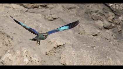 Gökkuzgun » European Roller » Coracias garrulus