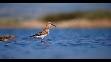 Kızıl kumkuşu » Curlew Sandpiper » Calidris ferruginea