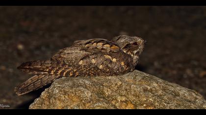 Çobanaldatan » European Nightjar » Caprimulgus europaeus