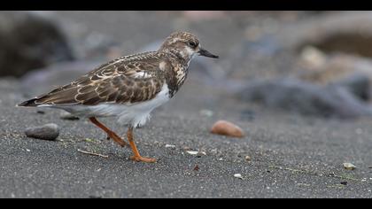 Taşçeviren » Ruddy Turnstone » Arenaria interpres