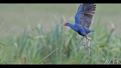 Sazhorozu » Purple Swamphen » Porphyrio porphyrio