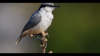 Kaya sıvacısı » Western Rock Nuthatch » Sitta neumayer