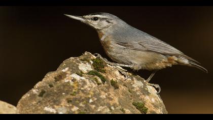 Anadolu sıvacısı » Krüper`s Nuthatch » Sitta krueperi