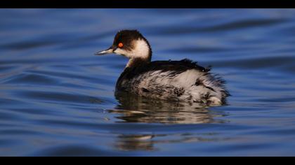 Karaboyunlu batağan » Black-necked Grebe » Podiceps nigricollis