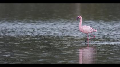 Küçük flamingo