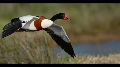 Suna » Common Shelduck » Tadorna tadorna