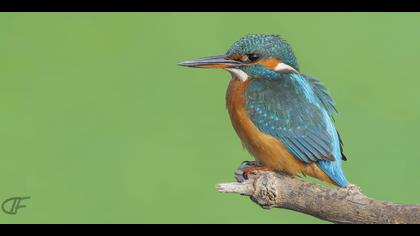 Yalıçapkını » Common Kingfisher » Alcedo atthis