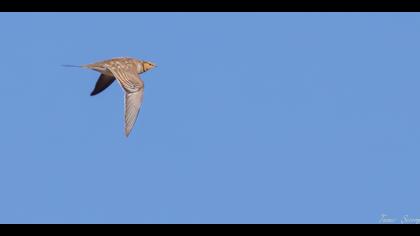 Kılkuyruk bağırtlak » Pin-tailed Sandgrouse » Pterocles alchata