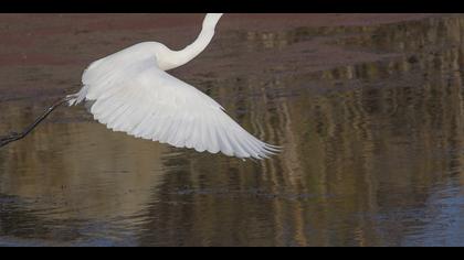 Büyük ak balıkçıl » Great Egret » Ardea alba