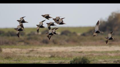 Bağırtlak » Black-bellied Sandgrouse » Pterocles orientalis