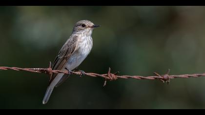 Benekli sinekkapan » Spotted Flycatcher » Muscicapa striata