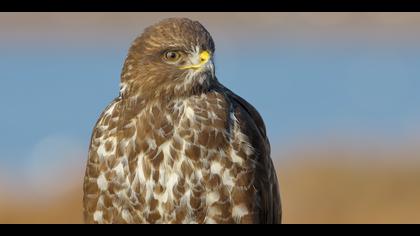 Şahin » Common Buzzard » Buteo buteo