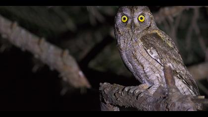 İshakkuşu » Eurasian Scops Owl » Otus scops