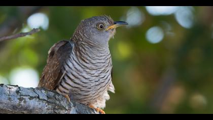 Guguk » Common Cuckoo » Cuculus canorus