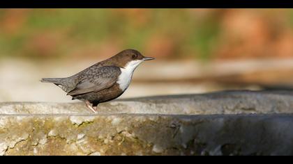 Derekuşu » White-throated Dipper » Cinclus cinclus