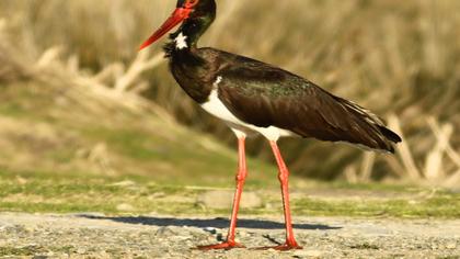 Kara leylek » Black Stork » Ciconia nigra