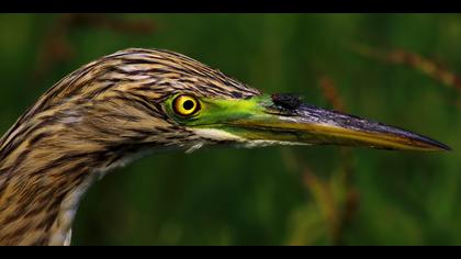 Alaca balıkçıl » Squacco Heron » Ardeola ralloides