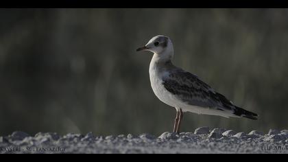 Karabaş martı » Black-headed Gull » Chroicocephalus ridibundus