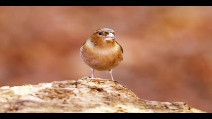 İspinoz » Common Chaffinch » Fringilla coelebs