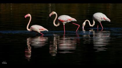 Flamingo » Greater Flamingo » Phoenicopterus roseus