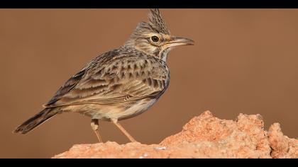 Tepeli toygar » Crested Lark » Galerida cristata