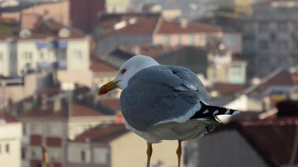 Gümüş martı