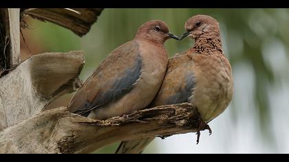 Küçük kumru » Laughing Dove » Spilopelia senegalensis