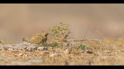 Bağırtlak » Black-bellied Sandgrouse » Pterocles orientalis