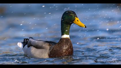 Yeşilbaş » Mallard » Anas platyrhynchos