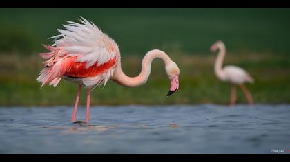 Flamingo