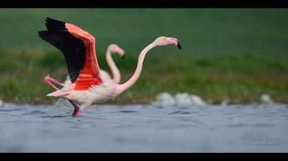 Flamingo