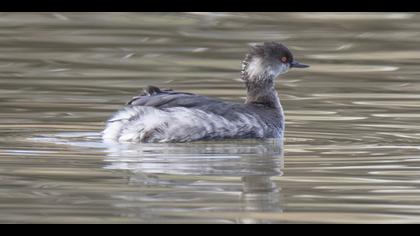 Karaboyunlu batağan » Black-necked Grebe » Podiceps nigricollis