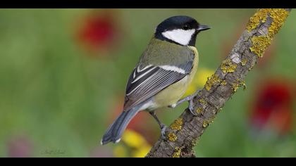 Büyük baştankara » Great Tit » Parus major